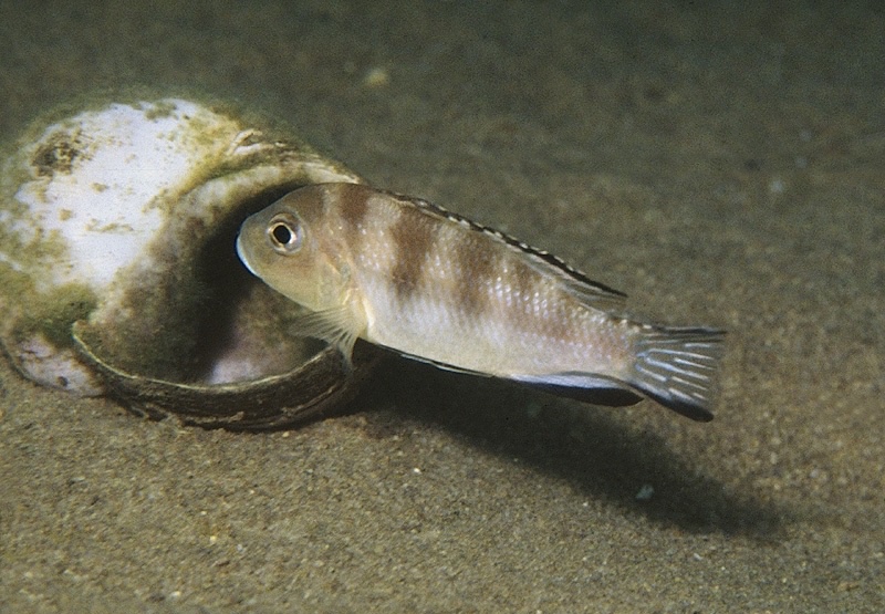 Maylandia ngarae 'Chesese'